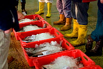 Buyers standing around crates of freshly caught fish at Newlyn Harbour fish auction, Cornwall, England, UK, March 2011