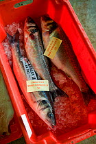 Crate of European sea bass (Dicentrarchus labrax) at Newlyn Harbour fish auction, Cornwall, England, UK, March 2011