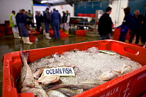 Crate of fish at Newlyn Harbour fish auction, Cornwall, England, UK, March 2011