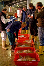 Buyers inspecting crates of freshly caught fish at Newlyn Harbour fish auction, Cornwall, England, UK, March 2011