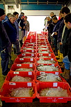 Buyers bidding for crates of freshly caught fish at Newlyn Harbour fish auction, Cornwall, England, UK, March 2011