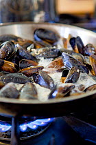 Common mussels (Mytilus edulus) being cooked in a pan on a gas cooker, Dorset, England, UK, February 2011