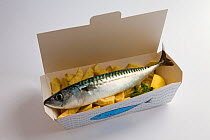 Fresh Atlantic mackerel (Scomber scombrus) placed on top of chips in a take away box, England, UK, April 2011