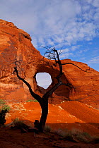 Eroded hole in sandstone cliff, named 'Ear of the Wind' with tree in foreground. Monument Valley, Arizona, November 2011.