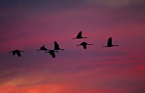 Flock of Greater Sandhill Cranes (Grus canadensis tabida) against darkening sunset. New Mexico, December.