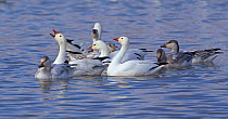 Snow Geese (Chen caerulescens) calling on water - immatures in dusky plumage. Bosque del Apache, New Mexico, December.