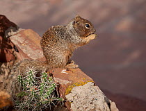 Rock Squirrel (Otospermophilus / Spermophilus variegatus) feeding on seed pod from a Prickly Pear Cactus. Grand Canyon, Colorado, September.