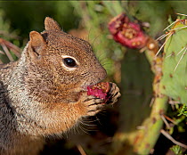 Rock Squirrel (Otospermophilus / Spermophilus variegatus) feeding on seed pod from a Prickly Pear Cactus. Grand Canyon, Colorado, September.