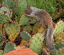 Rock Squirrel (Otospermophilus / Spermophilus variegatus) foraging for seed pods from a Prickly Pear Cactus. Grand Canyon, Colorado, September.