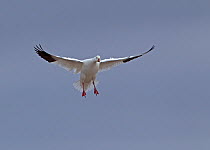 Snow Goose (Chen caerulescens) in flight, preparing to land. Bosque del Apache, New Mexico, December.