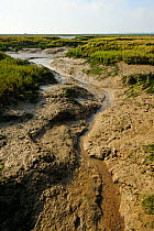 An intertidal creek at low tide, part of the regenerated saltmarsh landscape around Abbots Hall Farm Nature Reserve, providing both a rich wildlife habitat and greater flood protection from sea level...