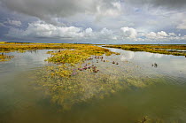 View of regenerated saltmarsh landscape around Abbots Hall Farm Nature Reserve at high tide, providing both a rich wildlife habitat and greater flood protection from sea level rise, Essex, England, UK...