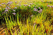 Common sea lavender (Limonium vulgare) and Common glasswort (Salicornia europaea) on saltmarsh, Abbotts Hall Farm Nature Reserve, Essex, England, UK