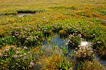 Common sea lavender (Limonium vulgare) and Common glasswort (Salicornia europaea) growing on regenerated saltmarsh habitat, Abbotts Hall Farm Nature Reserve, Essex, England, UK, July 2011