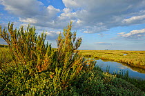 View of regenerated saltmarsh landscape, providing both a rich wildlife habitat and greater flood protection from sea level rise, Abbots Hall Farm Nature Reserve, Essex, England, UK, July 2011
