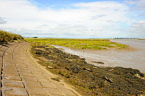 Landscape showing eroding saltmarsh against a sea wall, the majority of saltmarsh habitat that is lost in the UK is caused by similar 'hard' coastal defences preventing the landward migration of saltm...