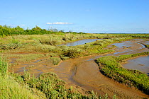 View of regenerated saltmarsh landscape around Abbots Hall Farm Nature Reserve, providing both a rich wildlife habitat and greater flood protection from sea level rise, Essex, England, UK, July 2011