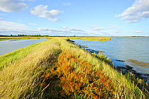 View of a breached sea wall, with established saltmarsh on right and regenerating habitat on left, such breaches are purposefully made and are part of the regeneration of saltmarsh landscape, providin...