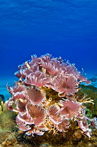Feather duster worms (Bispira brunnea) colony extended and filter feeding in the clear blue waters of The Bahamas, Caribbean Sea.