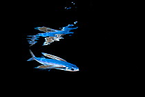 Mirrorwing flying fish (Hirundichthys speculiger) mirrored and swimming beneath the surface at night, between Bahamas and Gulf Stream, West Atlantic Ocean, Florida, USA.