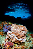 Colourful sponges in the darkness of Thunderball Cave with a free diver in the background, Staniel Cay, Exuma Islands, The Bahamas. Tropical West Atlantic Ocean, Caribbean Sea.