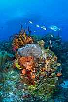 Sponges and corals flourishing on a coral reef in the Bahamas. Little Bahama Bank, Grand Bahama, The Bahamas, Caribbean Sea.