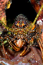 Spotted spiny lobster (Panulirus guttatus) advances from its lair at night, Sugar Wreck, Little Bahama Bank, The Bahamas, Caribbean Sea.