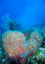 Barrel sponge (Geodia neptuni) spawning during the day, Grand Cayman, Cayman Islands, British West Indies. Caribbean Sea.