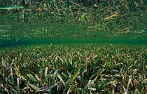 Turtle seagrass (Thalassia testudinum) a shallow seagrass meadow in a lagoon behind a coral reef, East End, Grand Cayman, Cayman Islands, British West Indies, Caribbean Sea.