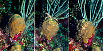 Boulder star coral (Montastrea annularis) a sequence of three photos showing a colony spawning at night in late summer. The first photo shows the bundles of eggs and sperm set in the polyps of the cor...