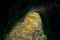 Boulder star coral (Montastrea annularis) large colony spawning at night in late summer, showing the start of synchronous release of bundles of eggs and sperm from the polyps of the coral. East End, G...