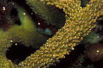Staghorn coral (Acropora cervicornis) spawning at night in late summer, showing the onset of the release of bundles of eggs and sperm, when most of the bundles are still set in the polyps and just a f...