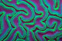 Grooved brain coral (Diploria labyrinthiformis) at night with polyps extended to feed, Grand Cayman, Cayman Islands, British West Indies. Caribbean Sea.