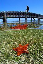 Cushion sea star (Oleaster reticulatus) on turtle grass (Thalassia testudinum) below  man standing on a jetty, East End, Grand Cayman, Cayman Islands, British West Indies. Caribbean Sea.