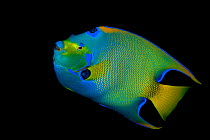 Queen angelfish (Holacanthus ciliaris) portrait, swimming along the edge of a coral reef at dusk,  Seven Mile Beach, Grand Cayman, Cayman Islands, British West Indies, Caribbean Sea.