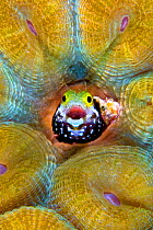 Secretary blenny (Acanthemblemaria maria) making a home in a deserved worm tube of a great star coral (Montastraea cavernosa), East End, Grand Cayman, Cayman Islands, British West Indies, Caribbean Se...