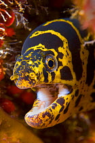 RF- Chain moray eel (Echidna catenata) portrait with mouth open. East End, Grand Cayman, Cayman Islands, British West Indies. Caribbean Sea. (This image may be licensed either as rights managed or roy...