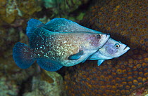 Greater soapfish (Rypticus saponaceus) male behind with female in front, who is swollen with eggs, Georgetown, Grand Cayman, Cayman Islands, British West Indies, Caribbean Sea.