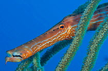 Caribbean trumpetfish (Aulostomus maculatus) hides between the branches of a soft coral bush, East End, Grand Cayman, Cayman Islands, British West Indies, Caribbean Sea.