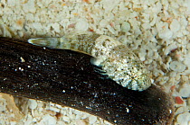 Stippled clingfish (Gobiesox punctulatus) attached to a piece of wood in shallow water, West Bay, Grand Cayman, Cayman Islands, British West Indies, Caribbean Sea.