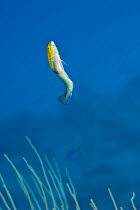 Yellowhead wrasse (Halichoeres garnoti) male performing a courtship dance to attract females, East End, Grand Cayman, Cayman Islands, British West Indies, Caribbean Sea.