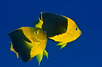 Rock beauty (Holacanthus tricolor) pair spawning, with the male rubbing against the flank of the female during the spawning rise, Georgetown, Grand Cayman, Cayman Islands, British West Indies, Caribbe...