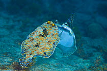 Peacock flounders (Bothus lunatus) pair in mating ritual at sunset, female on left is swollen with eggs while the male has errected his large pectoral fin as a display, Georgetown, Grand Cayman, Cayma...