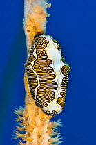 Fingerprint cyphoma / false cowrie (Cyphoma signatum) feeding on a sea rod (soft coral) East End, Grand Cayman, Cayman Islands, British West Indies, Caribbean Sea.