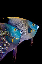 French angelfish (Pomacanthus paru) pair during courtship with the larger male is rubbing against the swollen abdomen of the smaller female during a spawning rise at dusk. Georgetown, Grand Cayman, Ca...