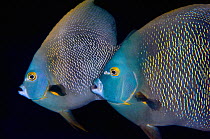 French angelfish (Pomacanthus paru) pair during courtship with the larger male is rubbing against the swollen abdomen of the smaller female during a spawning rise at dusk. Georgetown, Grand Cayman, Ca...