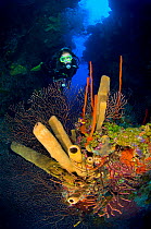 A diver exploring a coral reef with formation of brown tube sponges (Agelas conifera) red rope sponges (Amphimedon compressa) and deepwater sea fans (Iciligorgia nodulifera) East End, Grand Cayman, Ca...