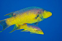 Spanish hogfish (Bodianus rufus) pair come together to mate at sunset, the larger male courting the female, enticing her away from the reef and into open water to spawn, West Bay, Grand Cayman, Cayman...