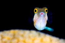 Sharpnose puffer (Canthigaster rostrata) portrait with the eyes standing out against a dark background, East End, Grand Cayman, Cayman Island, British West Indies, Caribbean Sea.