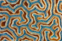 Grooved brain coral (Diploria labyrinthiformis) close up view, East End, Grand Cayman, Cayman Islands, British West Indies, Caribbean Sea.